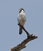 Pygmy falcon (polihierax semitorquatus), Serengeti